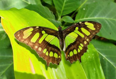 Close up of a beautiful green and black wings of Tailed Jay butterfly
