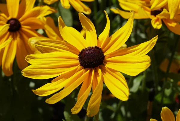 Bright Yellow Beautiful Gloriosa Daisy Indian Summer Flower Full Bloom — Fotografia de Stock