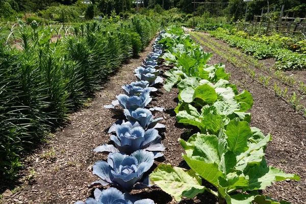 Row Purple Cabbage Portuguese Kale Growing Well Summer Vegetable Garden — Stock Fotó