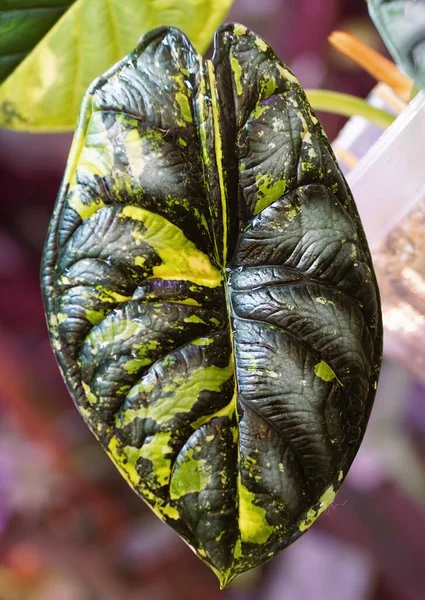 Beautiful Dark Green Yellow Marbled Leaf Alocasia Dragon Scale Variegated — ストック写真