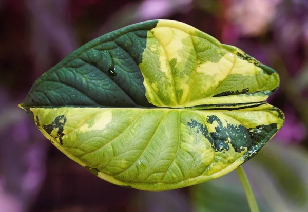 Stunning Yellow Green Marbled Leaf Alocasia Dragon Scale Variegated Plant — Stock Fotó