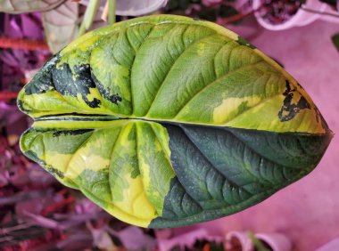 Stunning yellow and green marbled leaf of Alocasia Dragon Scale variegated plant