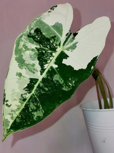 Stunning White Green Marbled Leaf Alocasia Frydek Variegated Plant — Stock Fotó