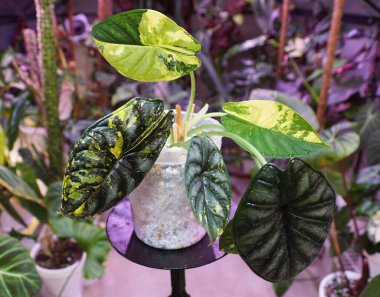 Stunning yellow and green marbled leaves of Alocasia Dragon Scale variegated plant