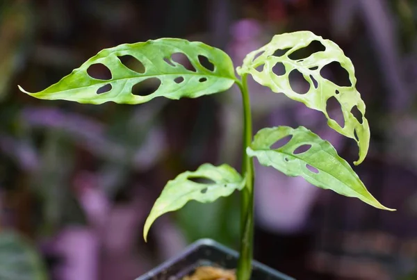 Beautiful Leaves Monstera Obliqua Peru Rare Popular Tropical Plant —  Fotos de Stock