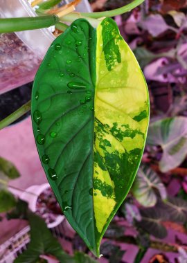 Beautiful yellow and green marbled leaf of Alocasia Dragon Scale variegated