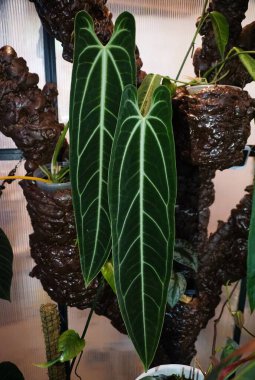 Beautiful long leaves of Anthurium Warocqueanum, a rare and popular exotic houseplant