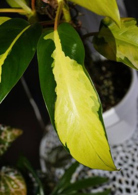 A yellow and green variegated leaf of Philodendron Thai Sunrise, a popular houseplant clipart