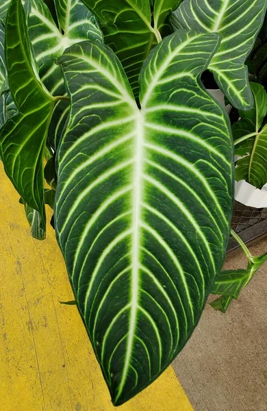 Beautiful Green White Veined Leaf Xanthosoma Tropical Houseplant — Fotografia de Stock