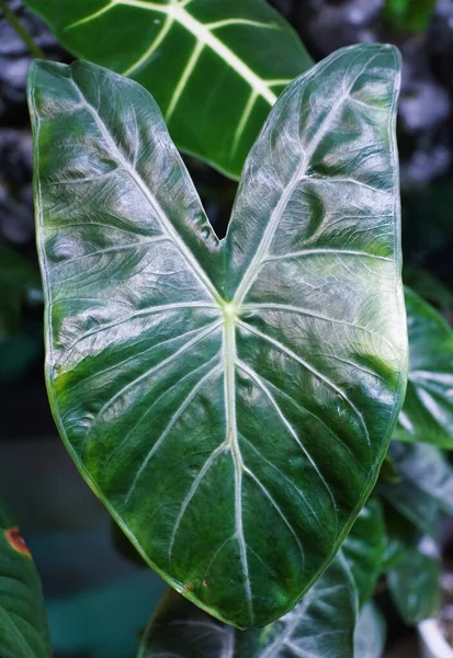 Close Green Leaf Alocasia Ivory Coast Amazonica — Fotografia de Stock