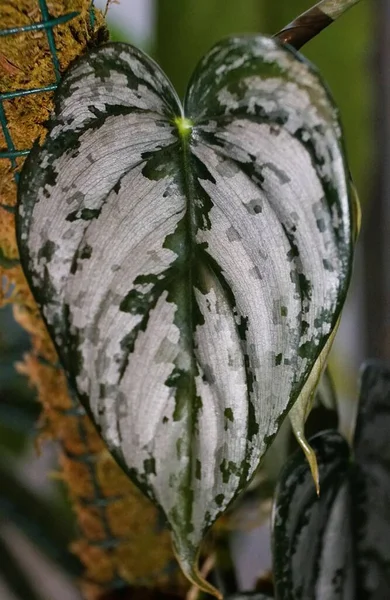 Close Green Silvery Leaves Philodendron Brandtianum Popular Houseplant — Stockfoto