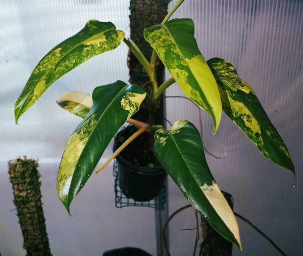 Belles Feuilles Jaunes Vertes Philodendron Domesticum Variegated Une Plante Tropicale — Photo