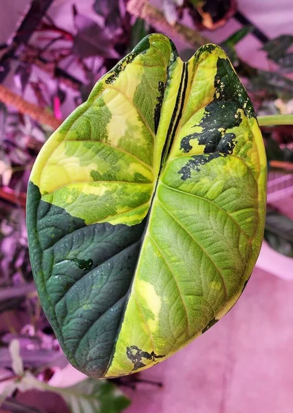 Stunning Yellow Green Marbled Leaf Alocasia Dragon Scale Variegated — Stok Foto