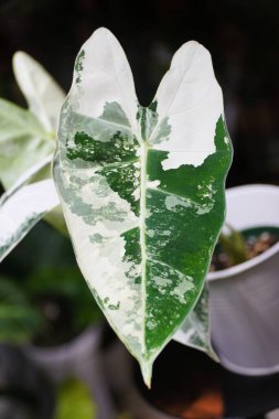 Stunning white and green marbled leaf of Alocasia Frydek variegated plant