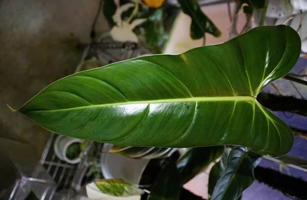 Shiny Leaf Philodendron Bernardopazii Rare Tropical Houseplant — Stockfoto