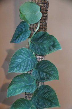 Variegated leaves of Monstera Dubia, a rare and popular shingling plant