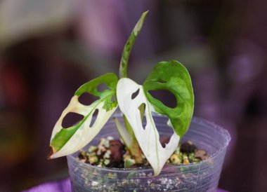 A white green leaf of variegated Monstera Adansonii, a rare tropical houseplant