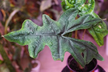 Beautiful unique green leaf of Alocasia Jacklyn, a rare tropical plant