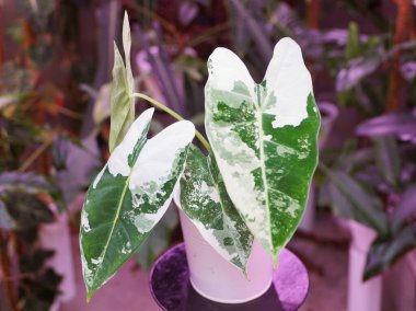 Stunning white and green marbled leaf of Alocasia Frydek variegated plant