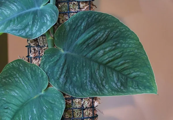 Variegated Leaves Monstera Dubia Rare Popular Shingling Plant — ストック写真
