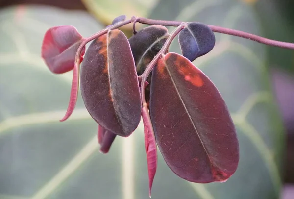 Beautiful Red Leaves Marcgravia Hoja Morada Rare Tropical Houseplant Collector — Foto de Stock