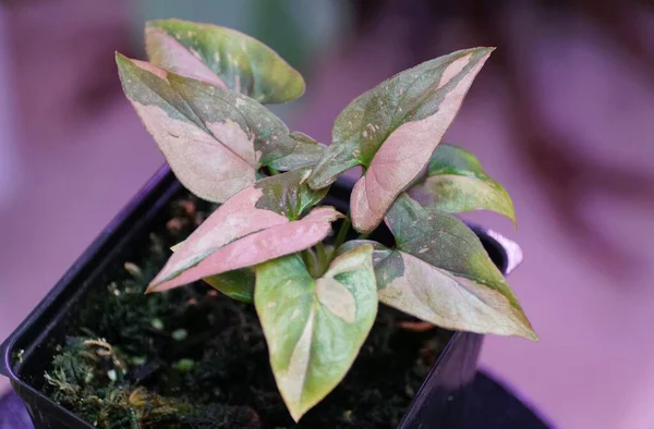 Beautiful Variegated Leaves Syngonium Thai Pink Splash Rare Tropical Plant — 스톡 사진