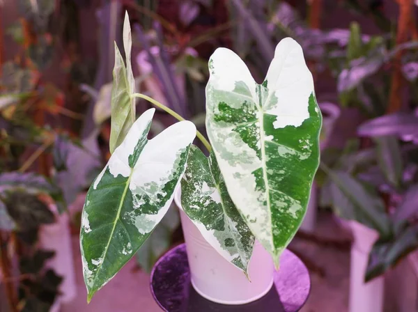 Stunning White Green Marbled Leaf Alocasia Frydek Variegated Plant — Fotografia de Stock