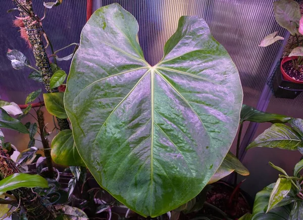 Large Love Shape Leaf Anthurium Faustomirandae Rare Tropical Plant — 스톡 사진