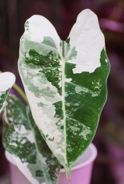 Stunning white and green marbled leaf of Alocasia Frydek variegated plant
