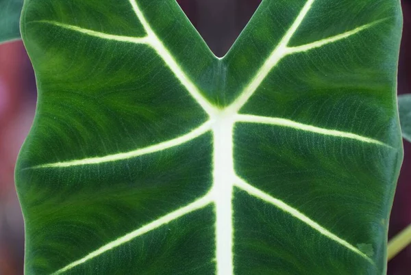 Close Beautiful Dark Green Velvety Leaves Alocasia Frydek — Photo