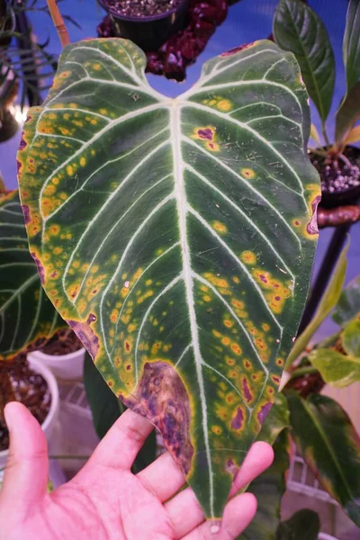 Sunburn Crispy Love Shaped Leaf Anthurium Regale Rare Popular Houseplant — ストック写真