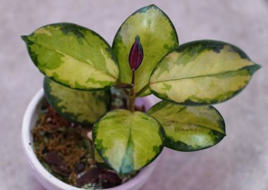 Close up of the beautiful variegated leaves of Hoya Australis Lisa