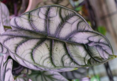 Beautiful leaf of Alocasia Dragon Scale Silver, a rare tropical plant