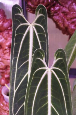 Close up of the velvety leaves of Anthurium Warocqueanum, a popular exotic houseplant