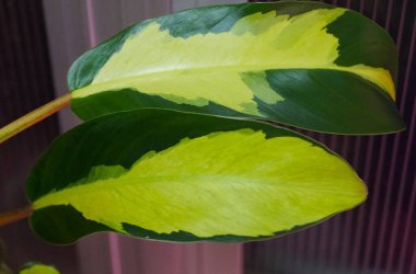 A yellow and green variegated leaf of Philodendron Thai Sunrise, a popular houseplant