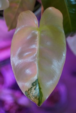 Beautiful yellow and green marbled leaf of Philodendron Burle Marx variegated