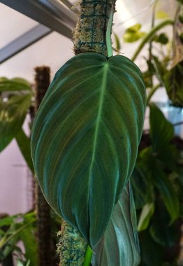 Beautiful dark and velvety leaf of Philodendron Gigas, a rare tropical plant