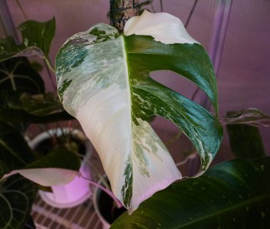 Sevilen bir tropikal bitki olan Monstera Albo Borsigiana 'nın güzel çeşitlendirilmiş yaprağı.