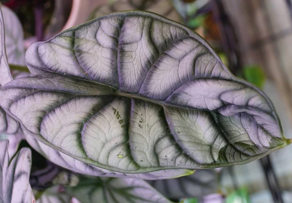 Beautiful Leaf Alocasia Dragon Scale Silver Rare Tropical Plant — 스톡 사진