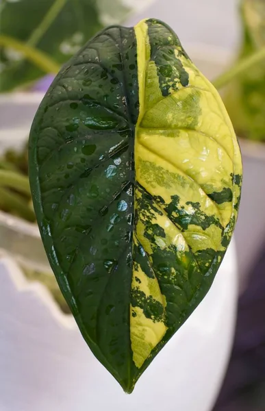 Stunning Yellow Green Marbled Leaf Alocasia Dragon Scale Variegated Plant — Fotografia de Stock