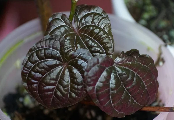 A red colored juvenile leaves of Dioscorea Discolor, a rare tropical plant