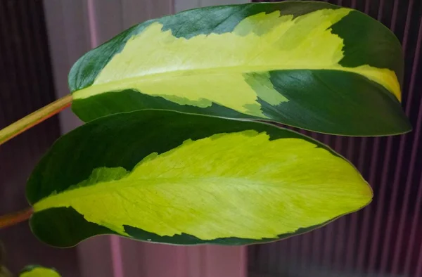 Yellow Green Variegated Leaf Philodendron Thai Sunrise Popular Houseplant — Foto de Stock
