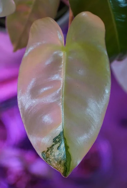 Beautiful Yellow Green Marbled Leaf Philodendron Burle Marx Variegated — Fotografia de Stock