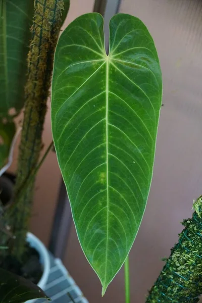 Beautiful Velvety Leaf Anthurium Angamarcanum Rare Tropical Plant — Fotografie, imagine de stoc