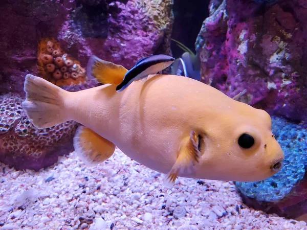 A cream and yellow puffer fish swimming inside a fish tank
