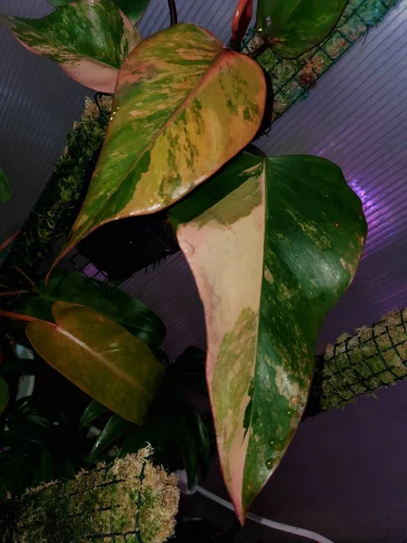 Beautiful Variegated Leaf Philodendron Strawberry Shake Rare Expensive Houseplant — ストック写真