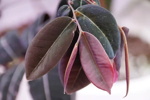 Beautiful Red Leaves Marcgravia Hoja Morada Rare Tropical Houseplant Collector — Stockfoto