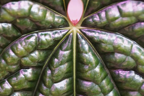 Close Beautiful Shiny Bullate Leaf Anthurium Luxurians Rare Tropical Plant — Photo