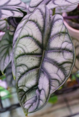 Beautiful leaf of Alocasia Dragon Scale Silver, a rare tropical houseplant