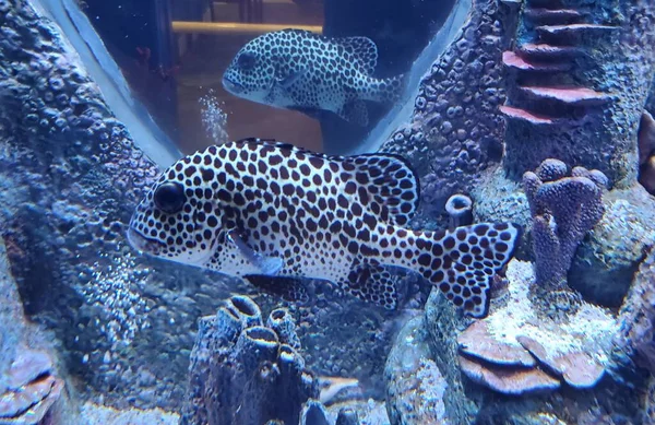 Close Black Spotted Grouper Saltwater Fish Tank — Stock fotografie
